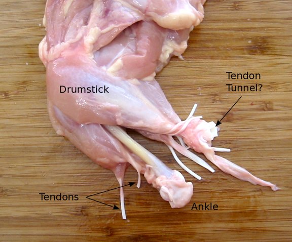 A chicken's drumstick with the muscles pried apart, showing the array of muscles and tendons