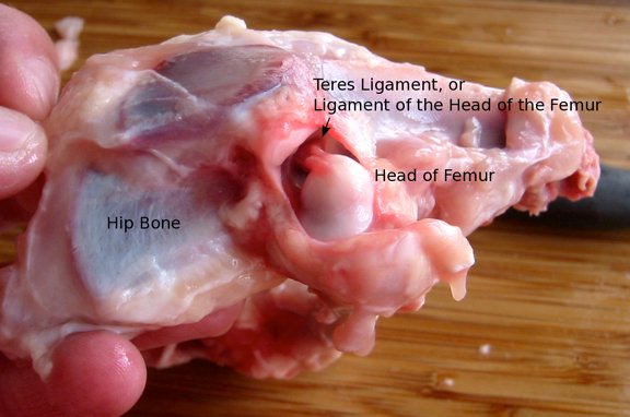 A chicken's hip joint, opened to show the head of the femur