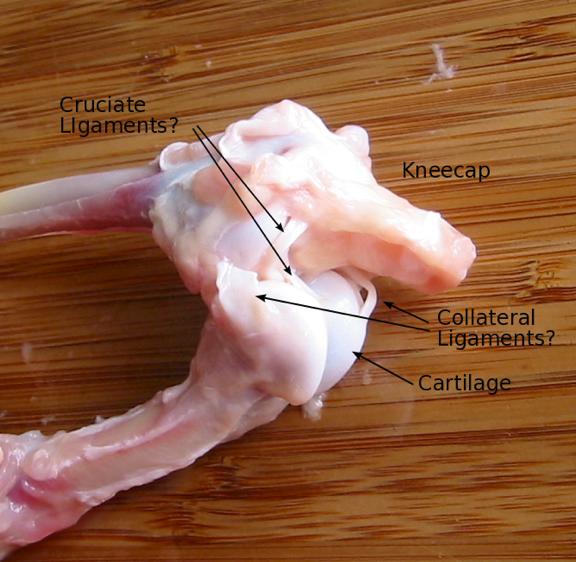 A chicken's knee joint, showing the collateral and cruciate ligaments