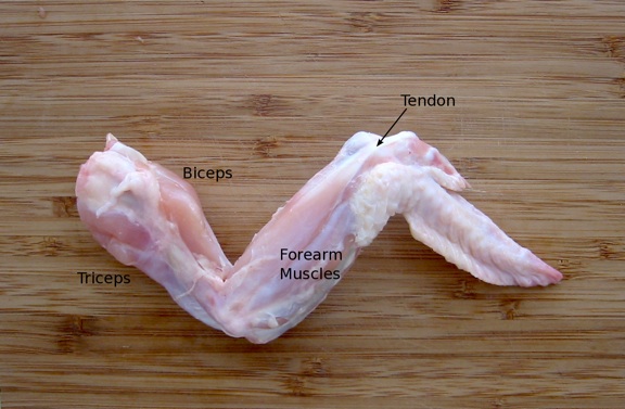 A chicken wing with the skin removed, showing the musculature