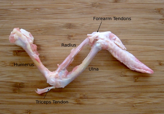 A chicken wing with the muscles removed, showing the humerus, radius, and ulna